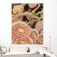 Artist Depiction Glomerulus Capillaries Wall Decal