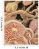 Artist Depiction Glomerulus Capillaries Wall Decal