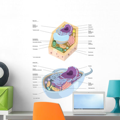 Comparative Illustration Plant and Wall Decal Design 1 shown on a wall