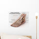 Anterior Compartment Anatomy Left Wall Decal Design 2