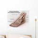 Anterior Compartment Anatomy Left Wall Decal Design 2