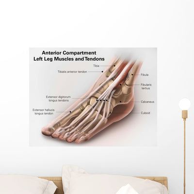 Anterior Compartment Anatomy Left Wall Decal Design 2 shown on a wall