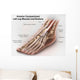 Anterior Compartment Anatomy Left Wall Decal Design 2
