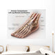 Anterior Compartment Anatomy Left Wall Decal Design 2