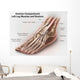 Anterior Compartment Anatomy Left Wall Decal Design 2