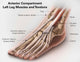 Anterior Compartment Anatomy Left Wall Decal Design 2