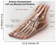 Anterior Compartment Anatomy Left Wall Decal Design 2