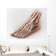 Anterior Compartment Anatomy Left Wall Decal Design 1