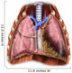 Artist Depiction Mesothelioma Lungs Wall Decal