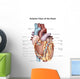 Anterior Human Heart Wall Decal Design 2