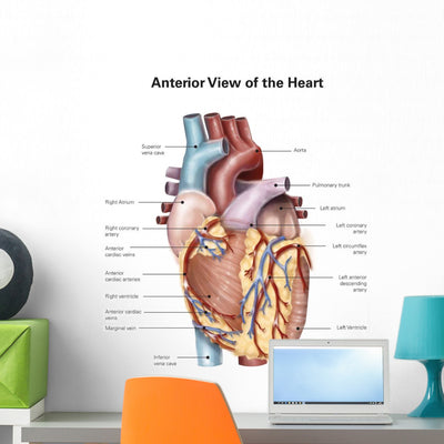 Anterior Human Heart Wall Decal Design 2 shown on a wall