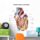 Anterior Human Heart Wall Decal Design 2