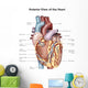 Anterior Human Heart Wall Decal Design 2