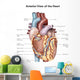Anterior Human Heart Wall Decal Design 2
