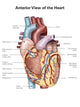 Anterior Human Heart Wall Decal Design 2