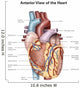 Anterior Human Heart Wall Decal Design 2