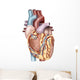 Anterior Human Heart Wall Decal Design 1