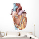 Anterior Human Heart Wall Decal Design 1