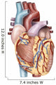 Anterior Human Heart Wall Decal Design 1