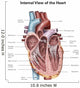 Internal Human Heart Wall Decal Design 2