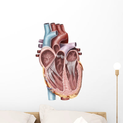 Internal Human Heart Wall Decal Design 1 shown on a wall