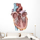 Internal Human Heart Wall Decal Design 1