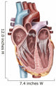 Internal Human Heart Wall Decal Design 1