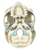 Base Human Skull Inferior Wall Decal Design 2