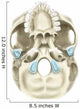 Base Human Skull Inferior Wall Decal Design 2