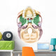 Colored Base Human Skull Wall Decal Design 2