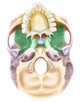 Colored Base Human Skull Wall Decal Design 2