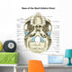 Base Human Skull Inferior Wall Decal Design 1