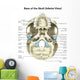 Base Human Skull Inferior Wall Decal Design 1