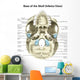 Base Human Skull Inferior Wall Decal Design 1