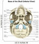 Base Human Skull Inferior Wall Decal Design 1