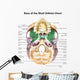 Colored Base Human Skull Wall Decal Design 1