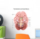 Anatomy Human Brain Stem Wall Decal
