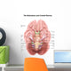 Anatomy Human Brain Stem Wall Decal
