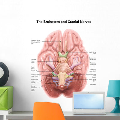 Anatomy Human Brain Stem Wall Decal shown on a wall