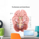 Anatomy Human Brain Stem Wall Decal