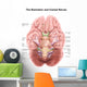 Anatomy Human Brain Stem Wall Decal