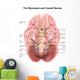 Anatomy Human Brain Stem Wall Decal