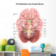 Anatomy Human Brain Stem Wall Decal