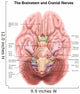 Anatomy Human Brain Stem Wall Decal