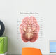 Anatomy Human Brain Inferior Wall Decal