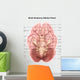 Anatomy Human Brain Inferior Wall Decal