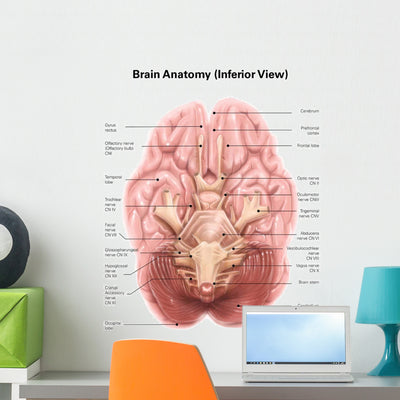 Anatomy Human Brain Inferior Wall Decal shown on a wall