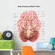 Anatomy Human Brain Inferior Wall Decal