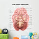 Anatomy Human Brain Inferior Wall Decal