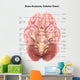Anatomy Human Brain Inferior Wall Decal